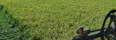 Rice Machine in field