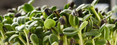 Organic growing micro greens closeup