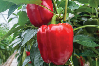 Red bell peppers on vine