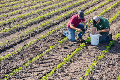 Two men washing the roots of young soybean plants for inspection in a field of emergent soybeans