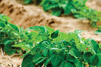 Potato plant close-up