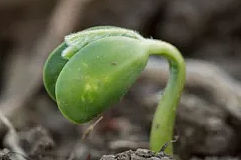 Photo - Emerging Soybean Seedling