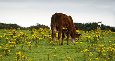 Ragwort