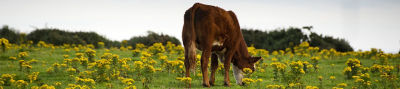 cow in ragwort infested field