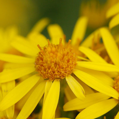 ragwort flower close up
