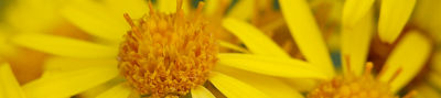 ragwort flower close up