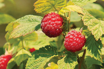 Raspberries on bush
