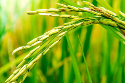 image of close up of rice grains on stalk.