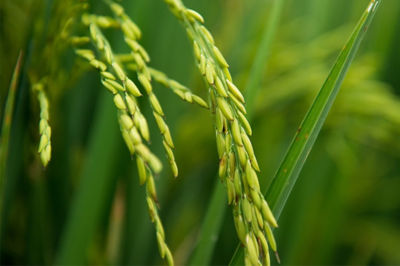 Rice Close Up