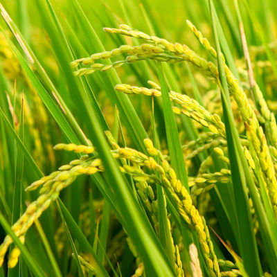 Image of the top of a rice field and blue sky.