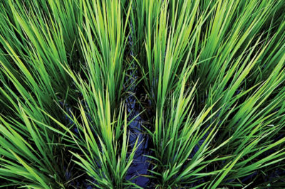 Image of view from top of water flooded rice leeve.