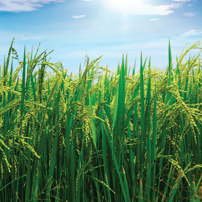 Image of a rice field.