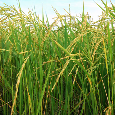 Image of a rice field.