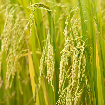 Image of a rice field.
