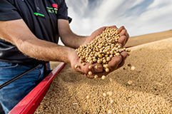 Imagen de manos con semillas desktop