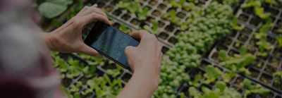 Smartphone taking photo of plants