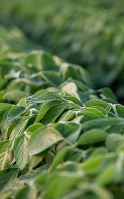 Imagen cucharon sorgo