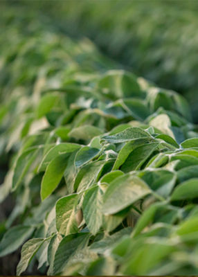 Imgen en primer plano de un campo de soja