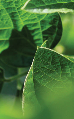 Imagen Desktop Hoja de soja en foco