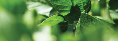 Imagen desktop de soja en foco