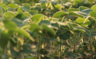 Soyabeans FirstRate Image