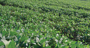 Weed-free soybean field