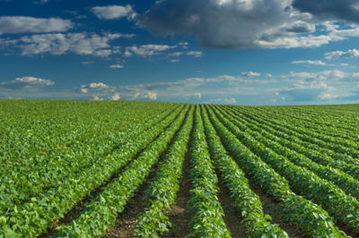 Image of a soybean field with blue sky.