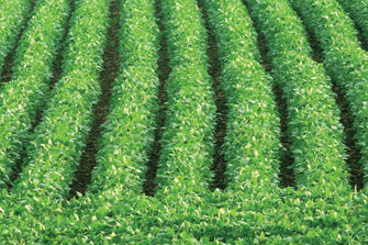 Soybeans in rows