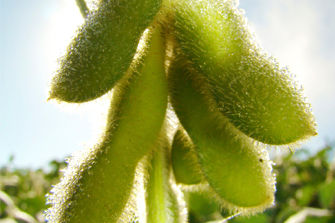 Soybean pod close-up