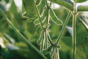 Soybean pod close-up