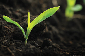 Corn seedling close-up