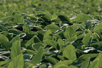 Close up of treated soybeans