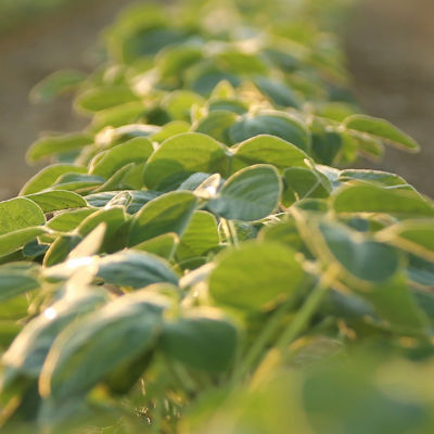 vydate lannate corteva insecticide herbicide soybeans