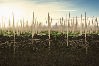 Canola stubble with roots and weeds