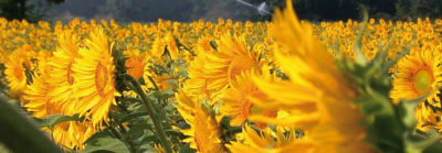 Слънчогледово поле