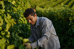 Male farmer checking tomato plant