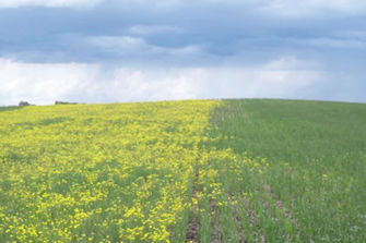 Treated vs. untreated field