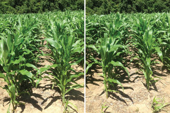 Destra IS vs. RoundUp WeatherMax comparison