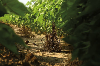 Image of burned down weed in cotton field