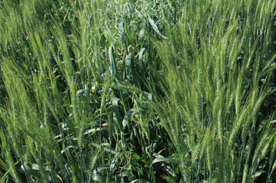 Image of Wild Oats