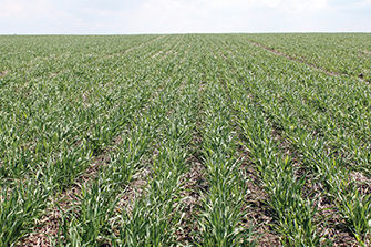 Wheat 5 leaf stage