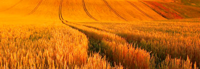 IMG-WheatField-1-Beauty-2880x1000