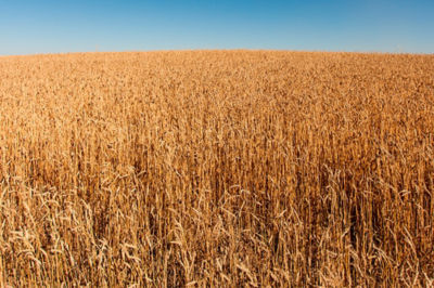 Image of a wheat field.