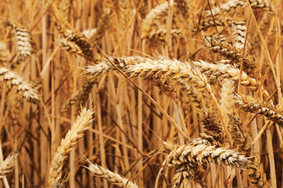 Image of wheat in a field.