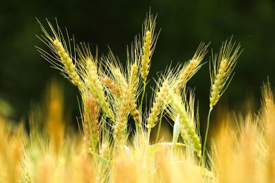 Image of wheat