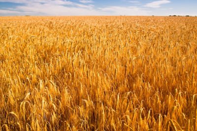 Image of a wheat field