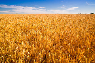 Wheat field at harvest