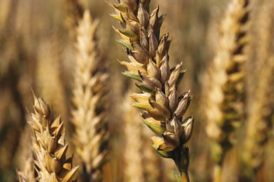 Image of head of wheat.