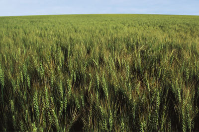 Image of a wheat field.