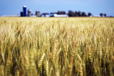 Image of a wheat field with a farm in the background.